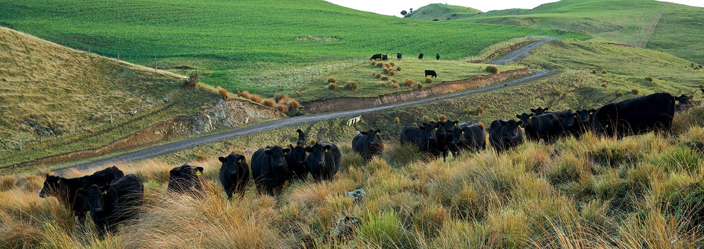 MOUNT LINTON DOG TRIAL