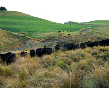 MOUNT LINTON DOG TRIAL