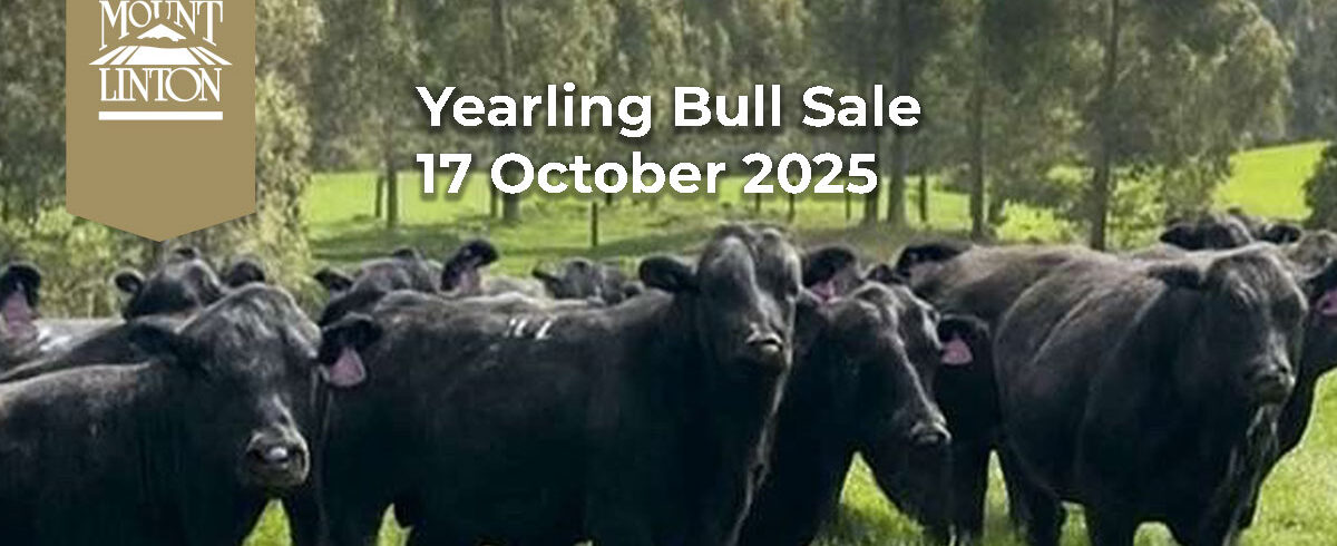 Yearling Bull Sale – 17 October 2025