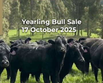 Yearling Bull Sale – 17 October 2025